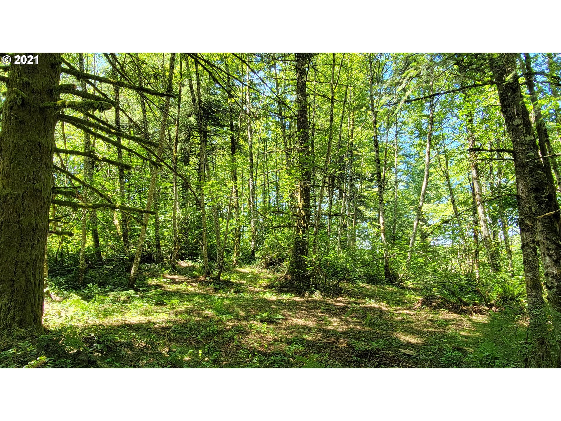 5 Northeast 65th Street Camas, WA 98607 - Photo 7 of 27 a open area of a green field with lots of bushes