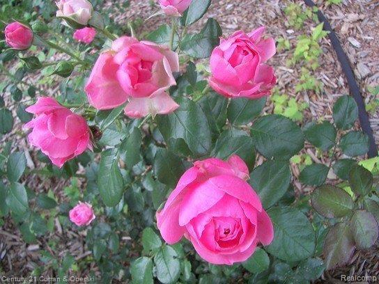 46750 Harris Road Belleville, MI 48111 - Photo 18 of 18 Rose garden
