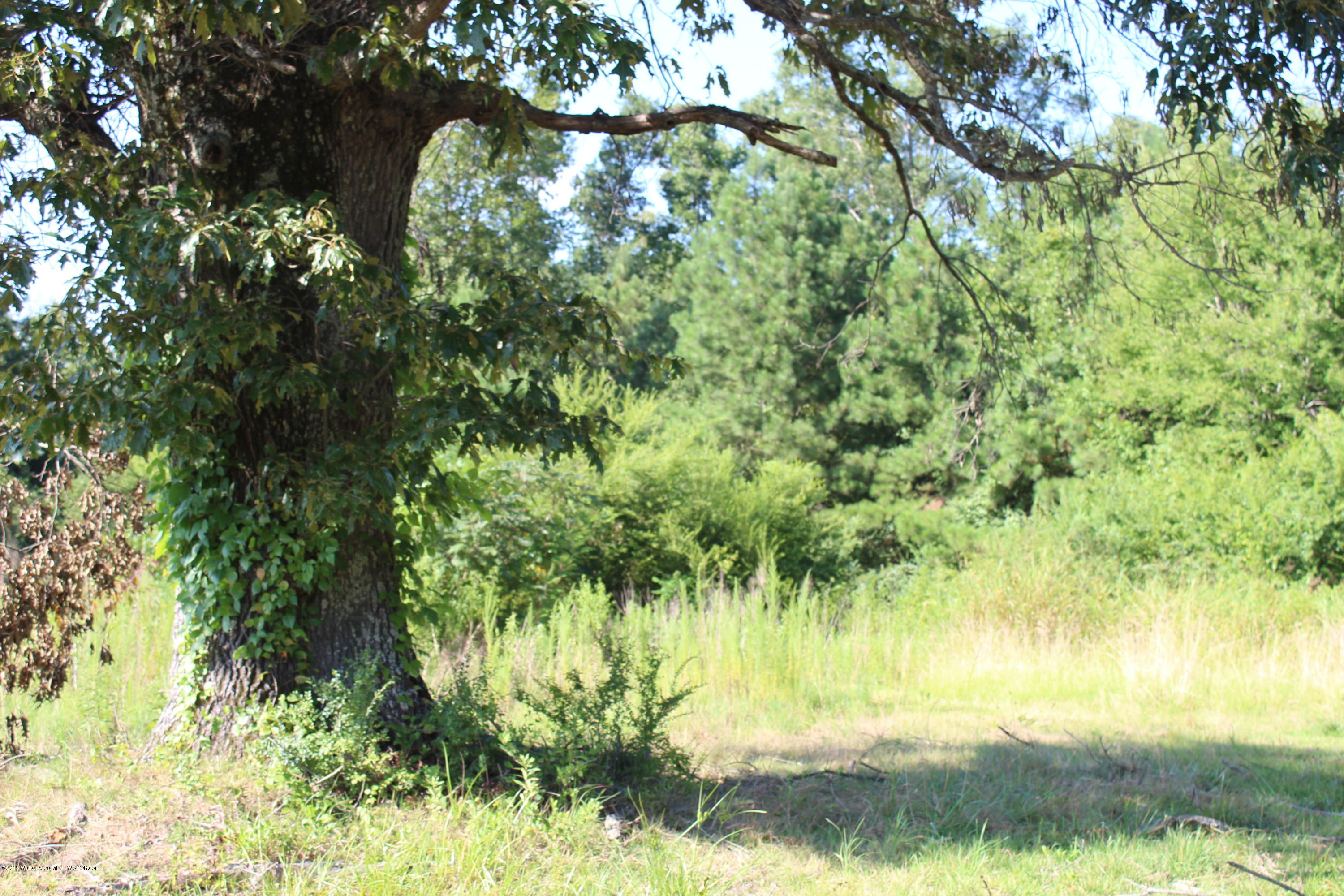 Royster Road Jasper, AL 35503 - Photo 7 of 9 Gallery Image 7