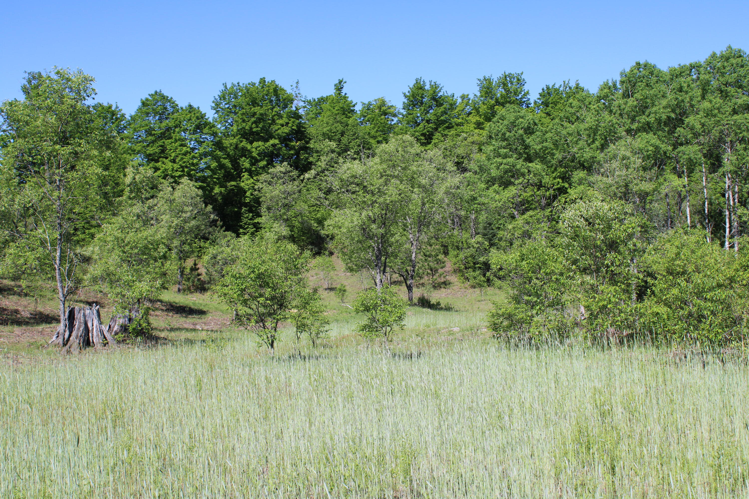 2288 East Alexander Road Vanderbilt, MI 49795 - Photo 18 of 29 IMG_1478