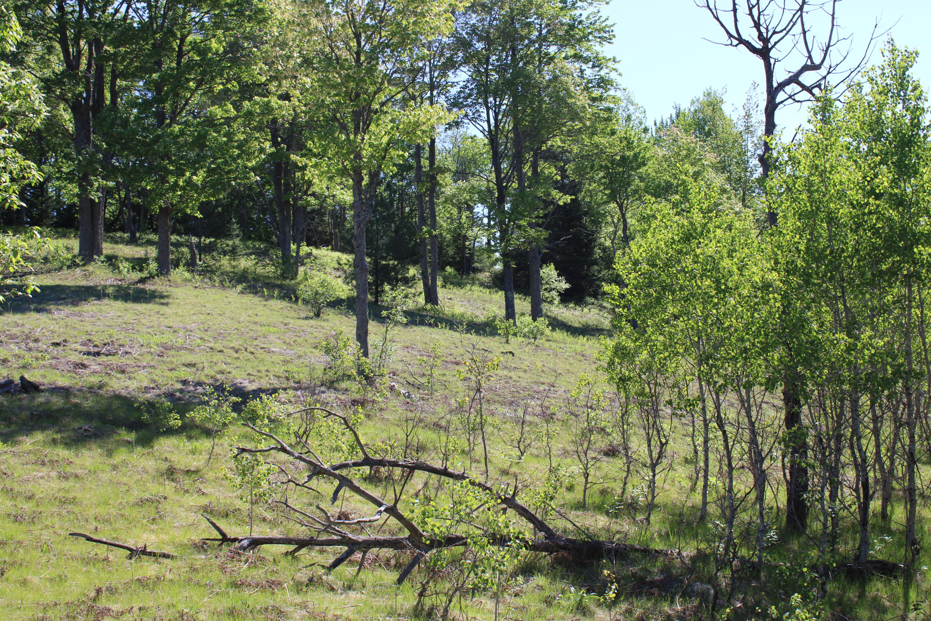 2288 East Alexander Road Vanderbilt, MI 49795 - Photo 19 of 29 IMG_1480