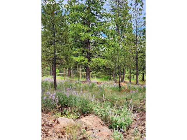 a view of a yard with trees