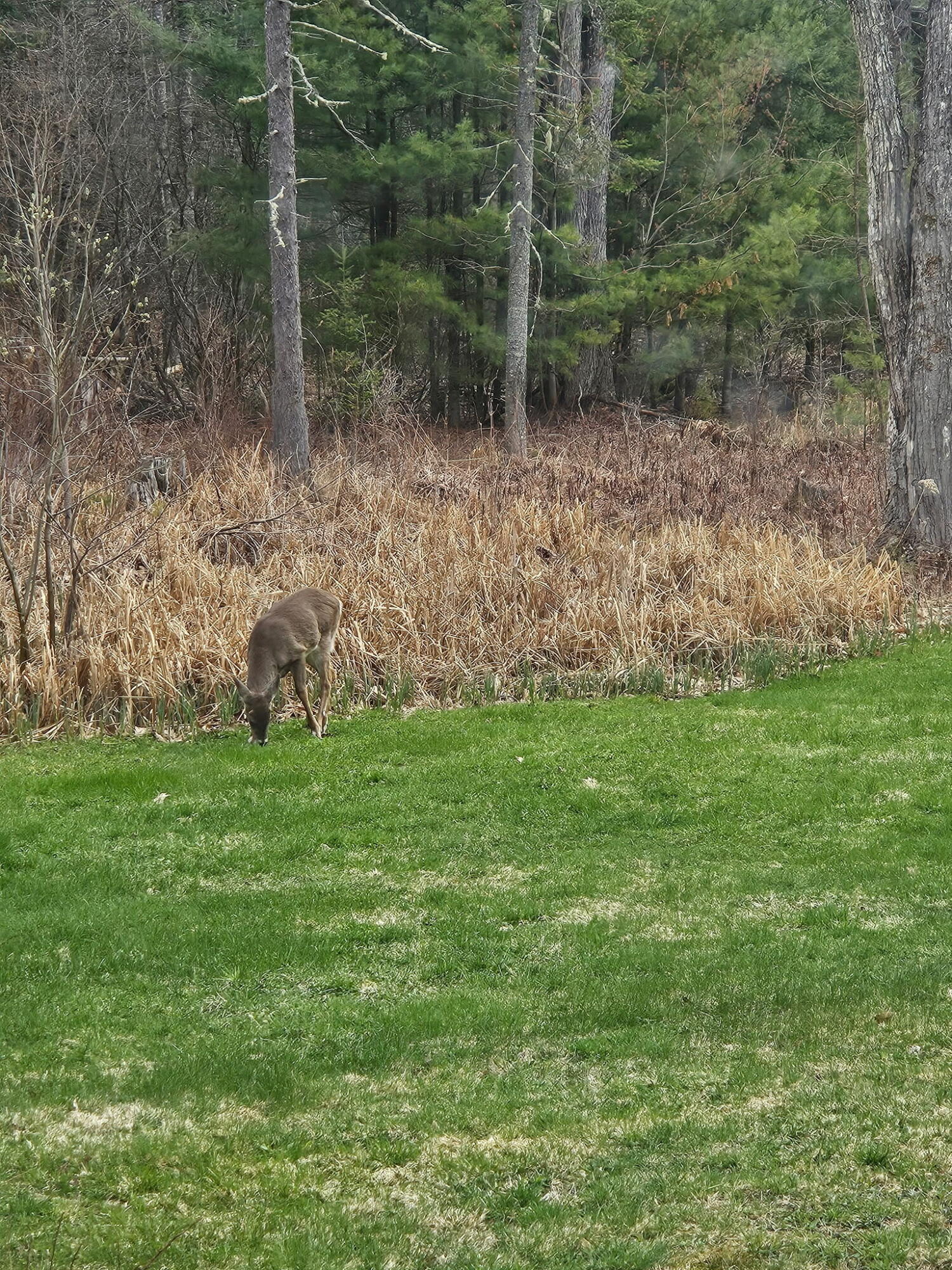 93 Youngtown Road Lincolnville, ME 04849 - Photo 11 of 15 1000030187