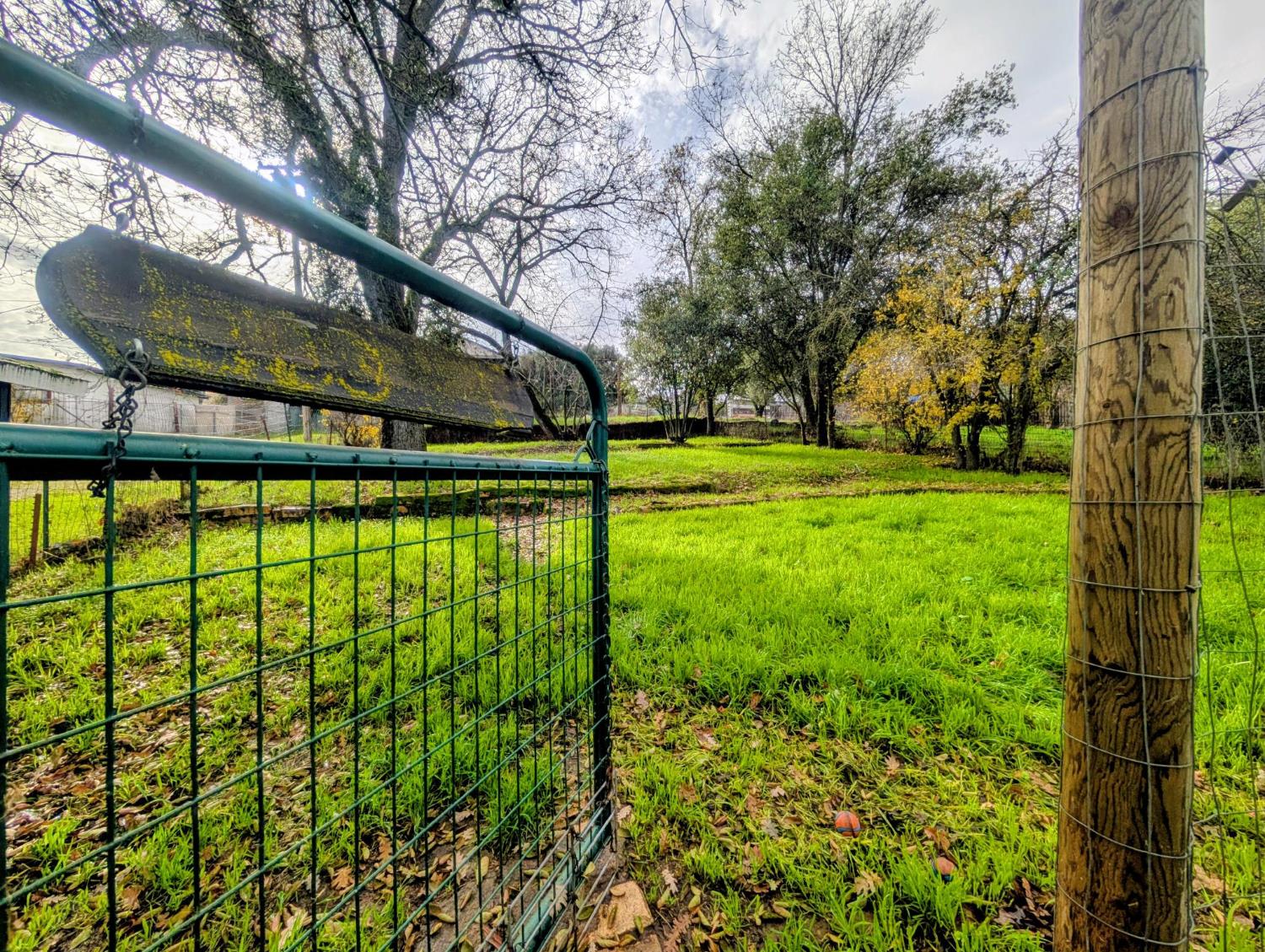 203 Market Street San Andreas, CA 95249 - Photo 35 of 54 a view of a yard with plants and large trees