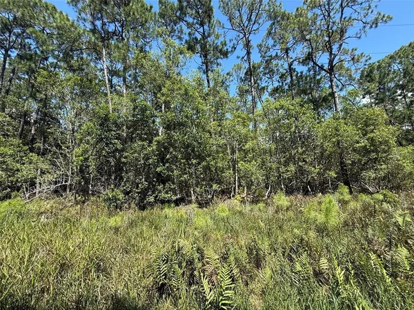 a view of a lush green forest