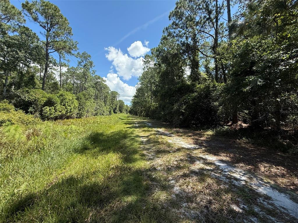 210 2nd Street Georgetown, FL 32139 - Photo 2 of 7 a view of a yard with plants and large trees