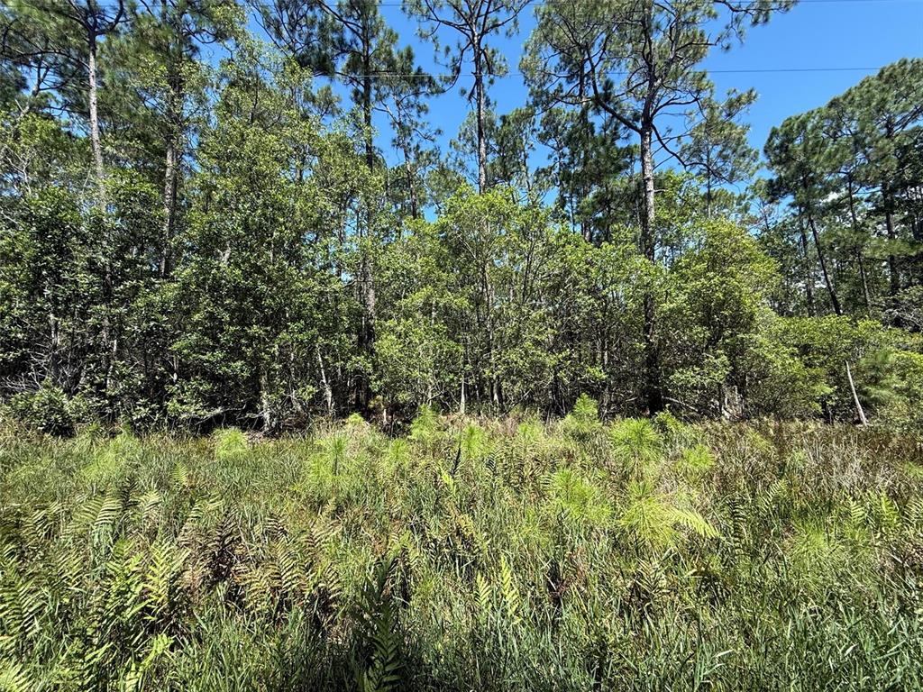 210 2nd Street Georgetown, FL 32139 - Photo 4 of 7 a view of a lush green forest