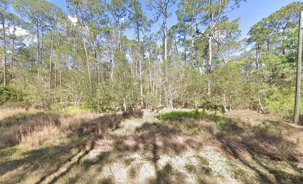 210 2nd Street Georgetown, FL 32139 - Photo 5 of 7 a view of forest