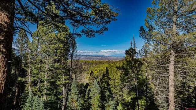 a view of a park with large trees