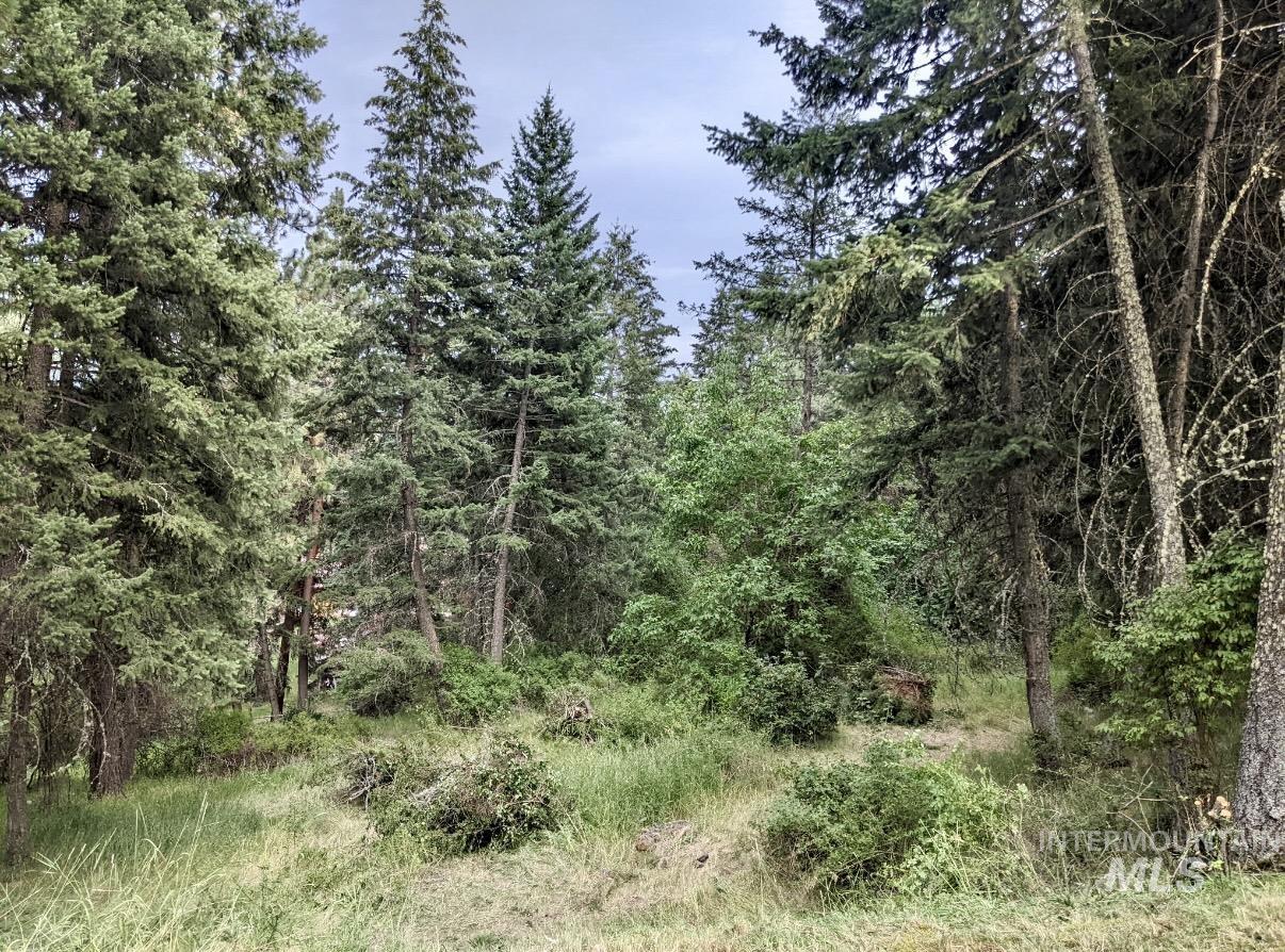 752 Mt Idaho Grade Road Grangeville, ID 83530 - Photo 26 of 29 View of wooded area
