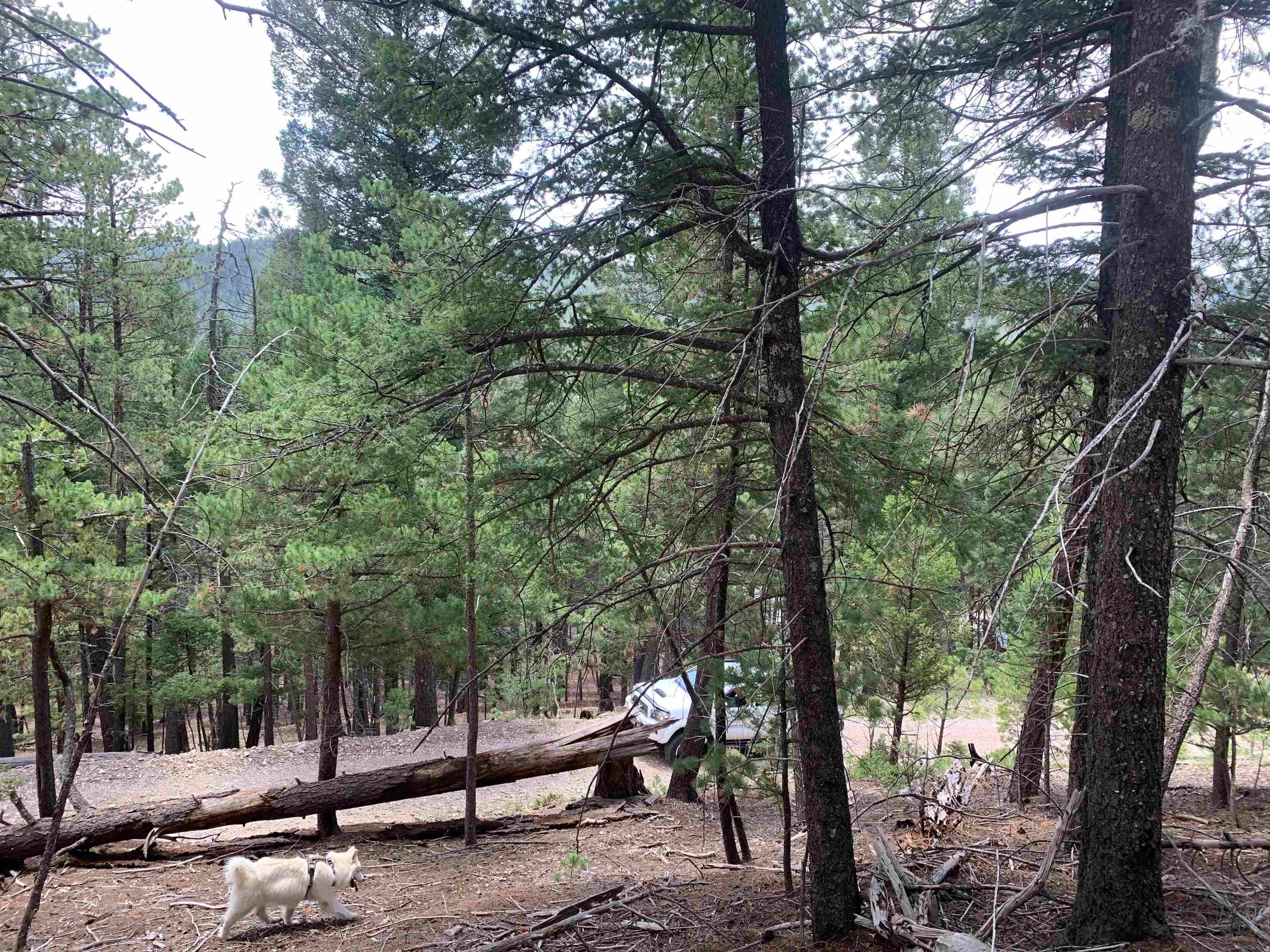 55 Forest View Road Cloudcroft, NM 88317 - Photo 22 of 33 Gallery Image 22