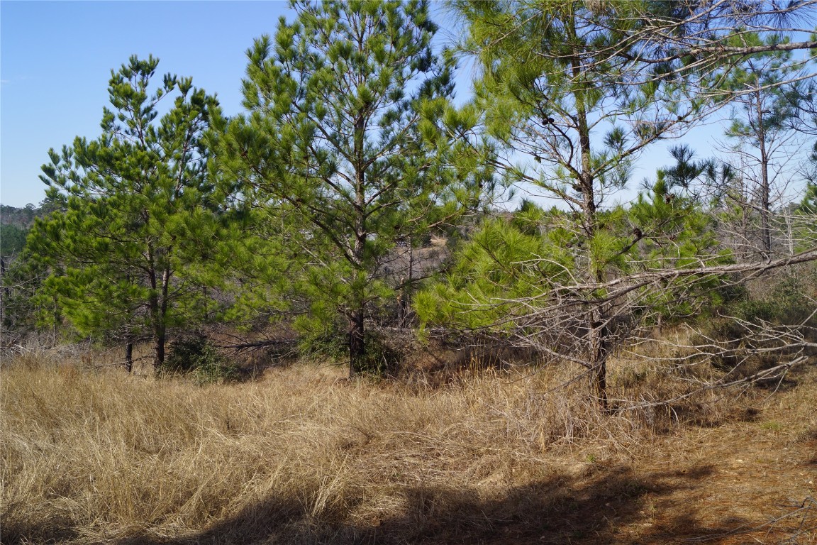 488 Kelley Road East Bastrop, TX 78602 - Photo 11 of 36 a backyard of a house with lots of green space