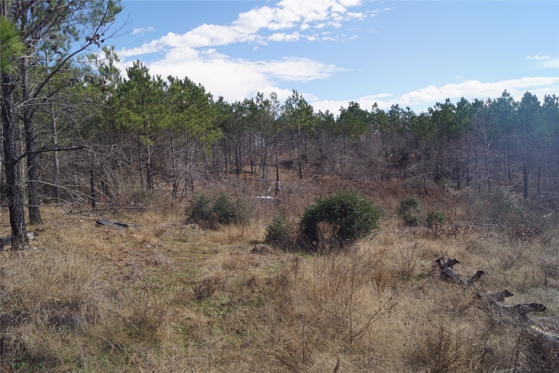 488 Kelley Road East Bastrop, TX 78602 - Photo 15 of 36 a view of a forest with trees in the background