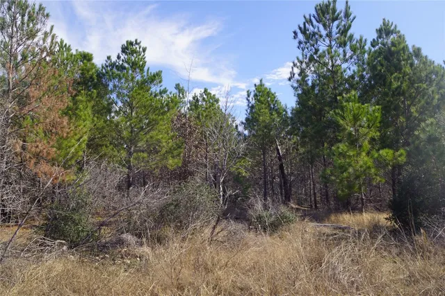 a view of a field with a tree in the background