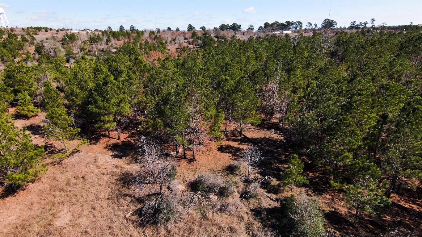 488 Kelley Road East Bastrop, TX 78602 - Photo 28 of 36 a view of a forest with a tree