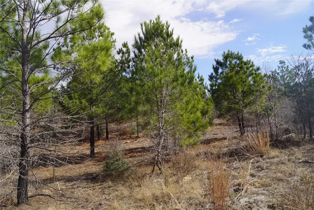 a view of a forest with trees in the background