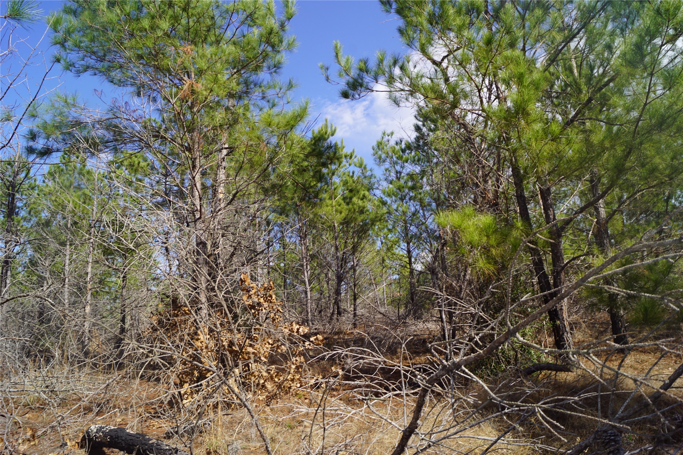488 Kelley Road East Bastrop, TX 78602 - Photo 4 of 36