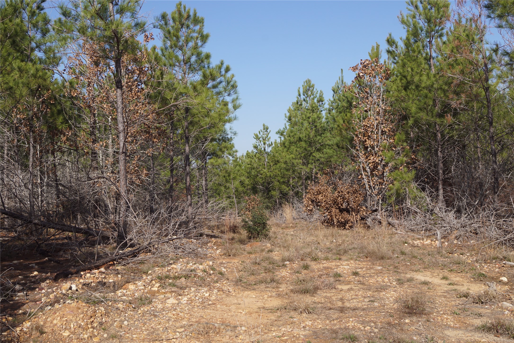 488 Kelley Road East Bastrop, TX 78602 - Photo 6 of 36
