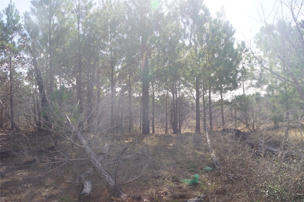 488 Kelley Road East Bastrop, TX 78602 - Photo 7 of 36 a view of empty yard