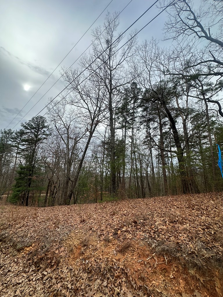 0 Sheila Drive Ellijay, GA 30540 - Photo 5 of 9 a view of a yard with trees