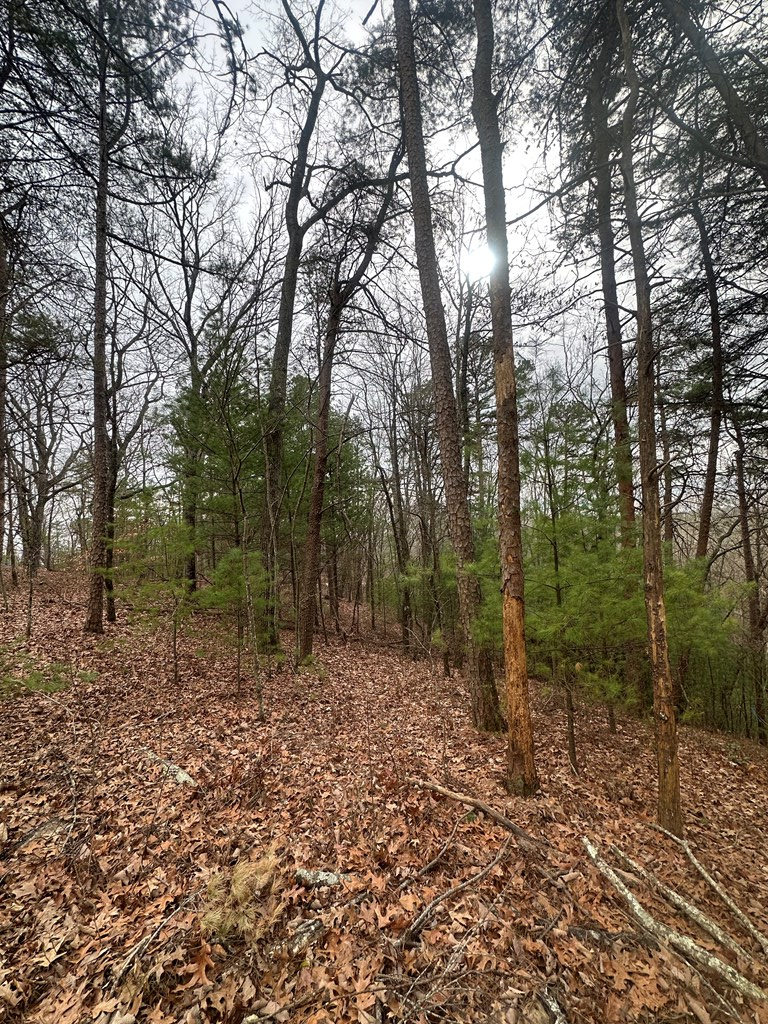 0 Sheila Drive Ellijay, GA 30540 - Photo 7 of 9 a view of a forest filled with trees