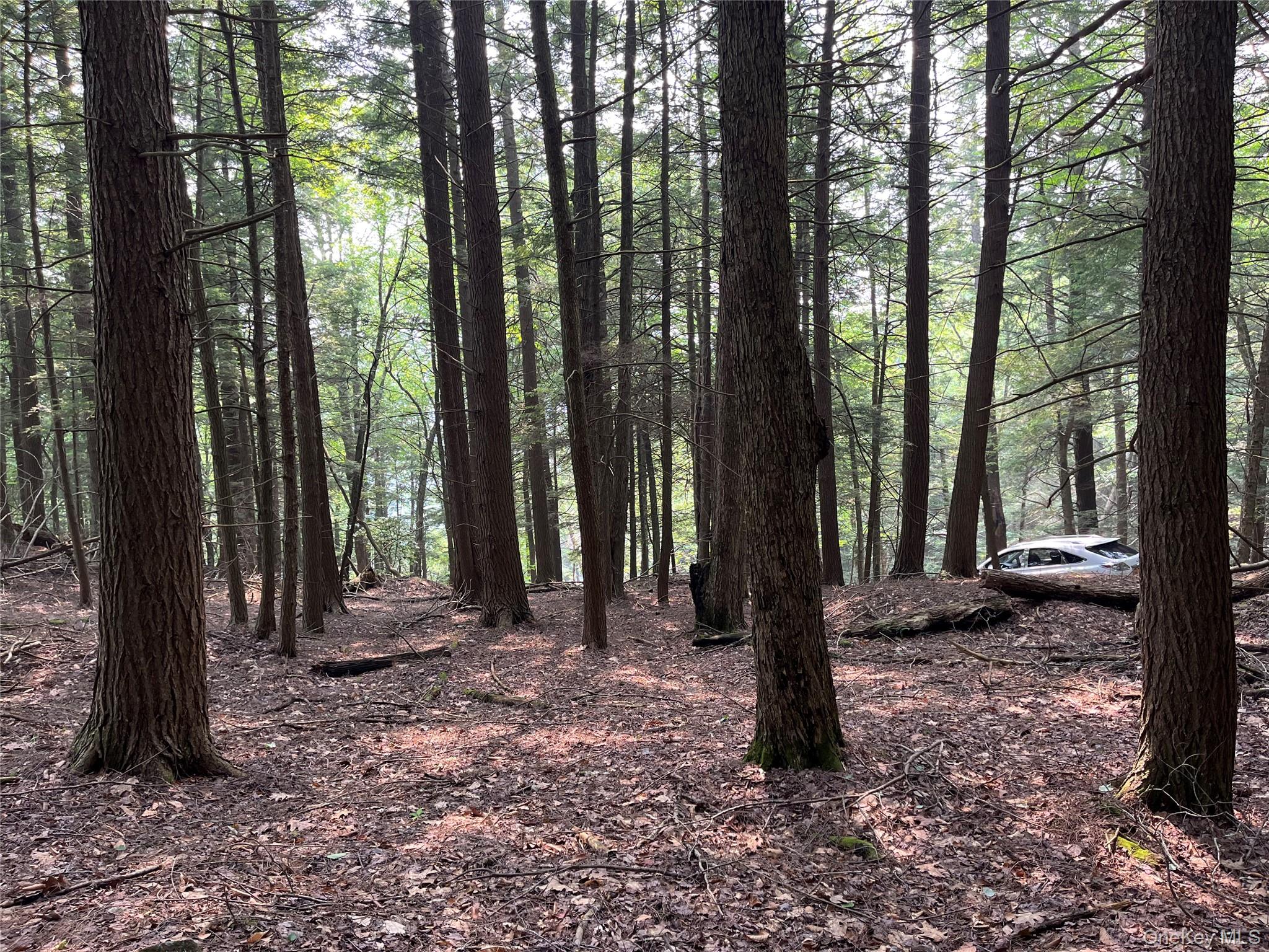 Hood Road Roscoe, NY 12776 - Photo 23 of 27 View of tree filled area