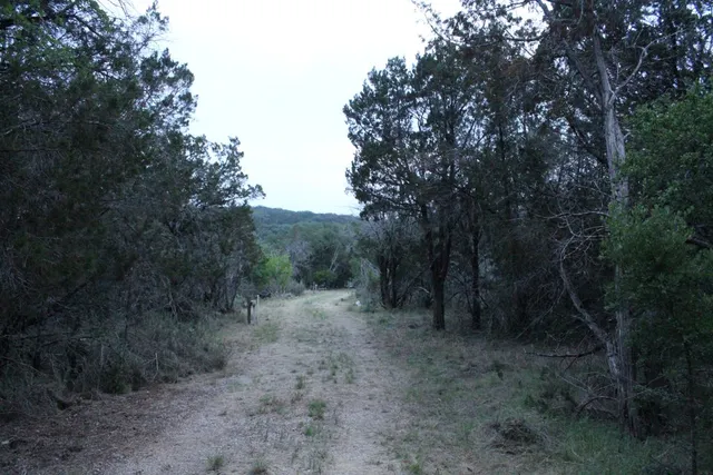 a view of a forest with trees in the background