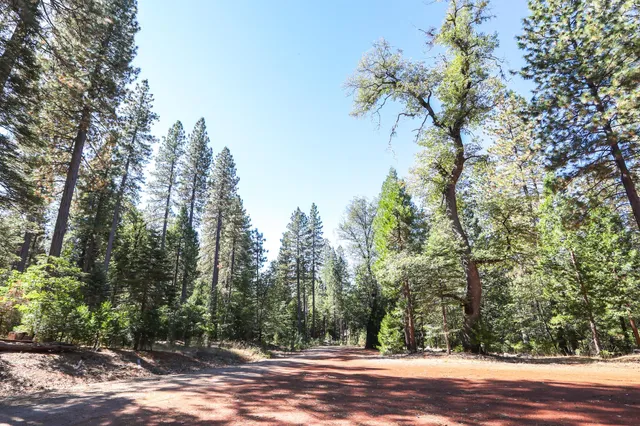 a view of road and trees