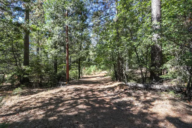 a view of water yard with a tree
