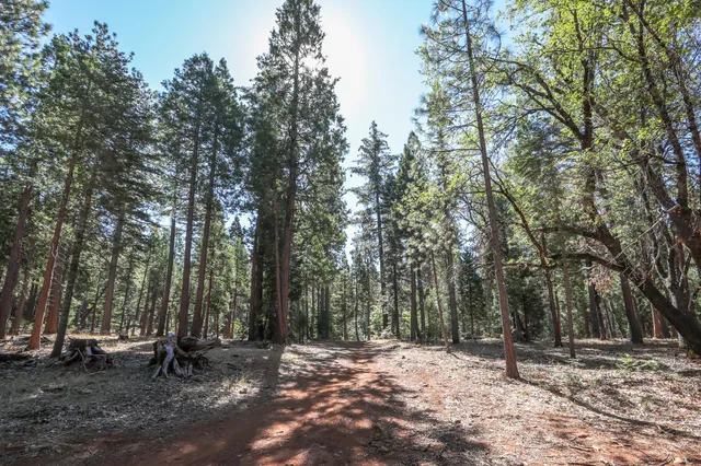a view of a tree in the middle of a yard