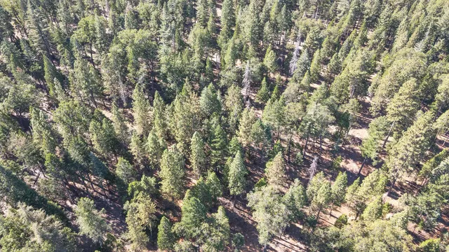 a close up of a tree