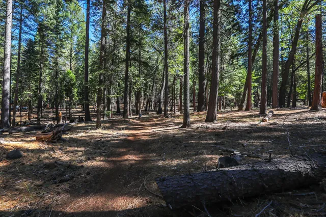 a view of a yard with large trees