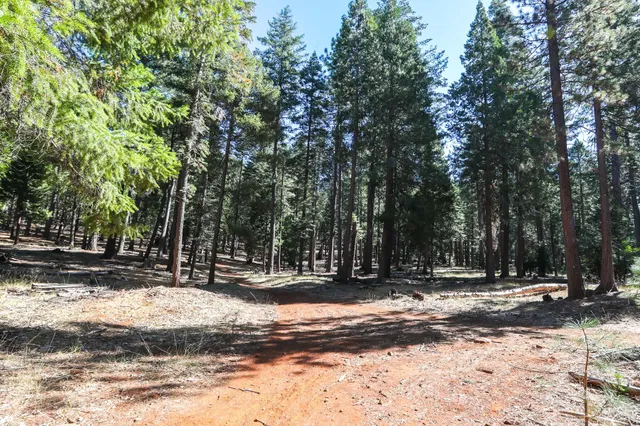 a view of a yard with large trees