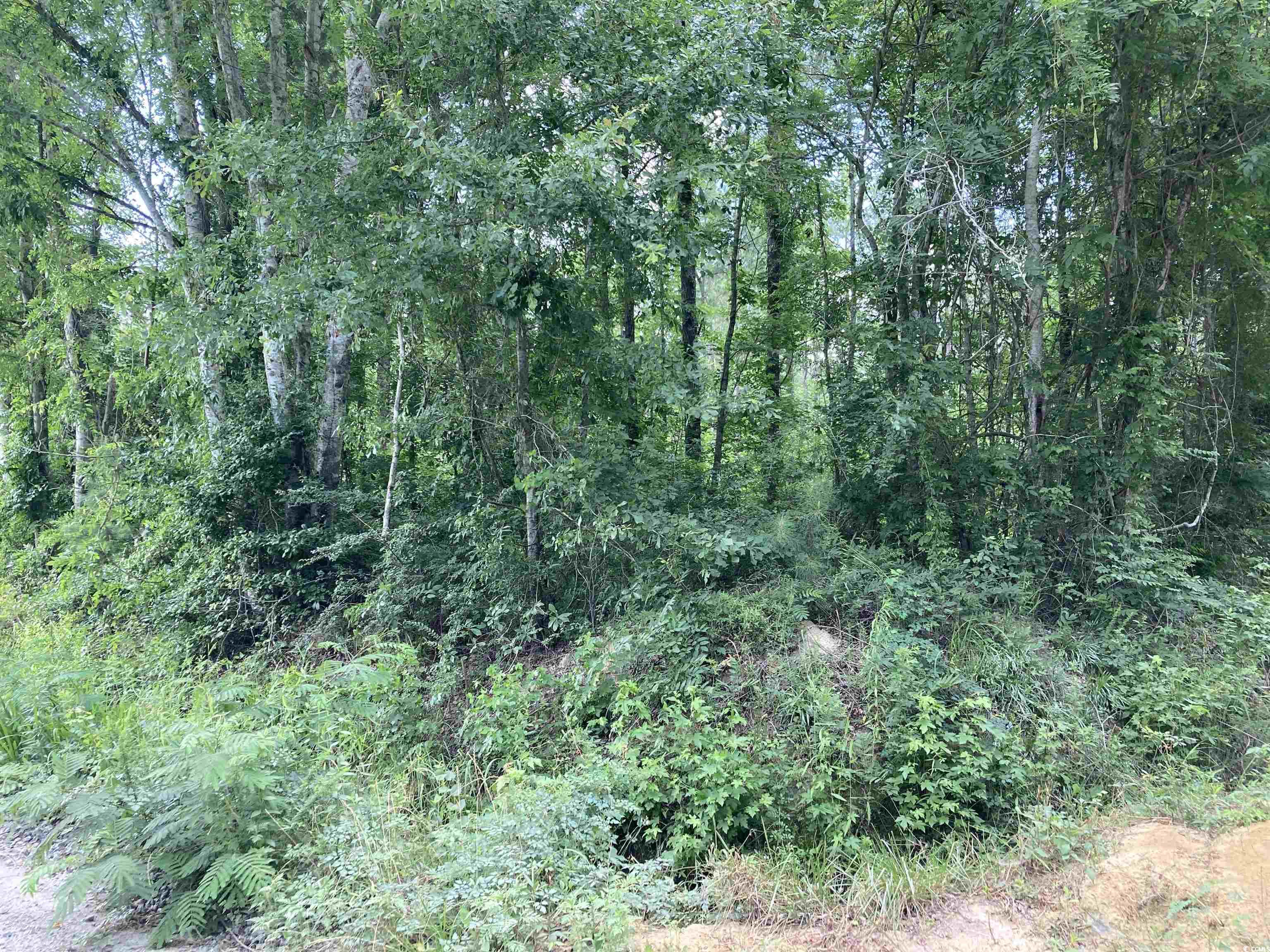 Tbd Foxbay Road Johnsonville, SC 29555 - Photo 3 of 4 Gallery Image 3