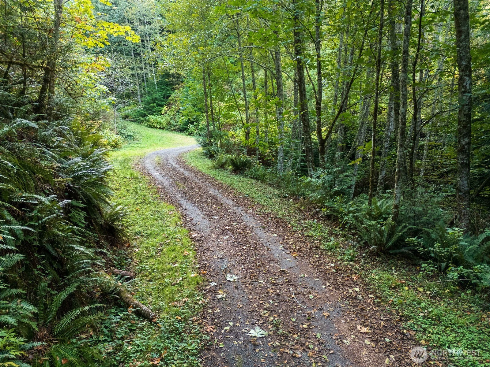 157 Chuckanut Crest Drive Bellingham, WA 98229 - Photo 34 of 40 a lush green forest with lots of trees