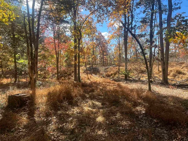 a view of a forest filled with trees