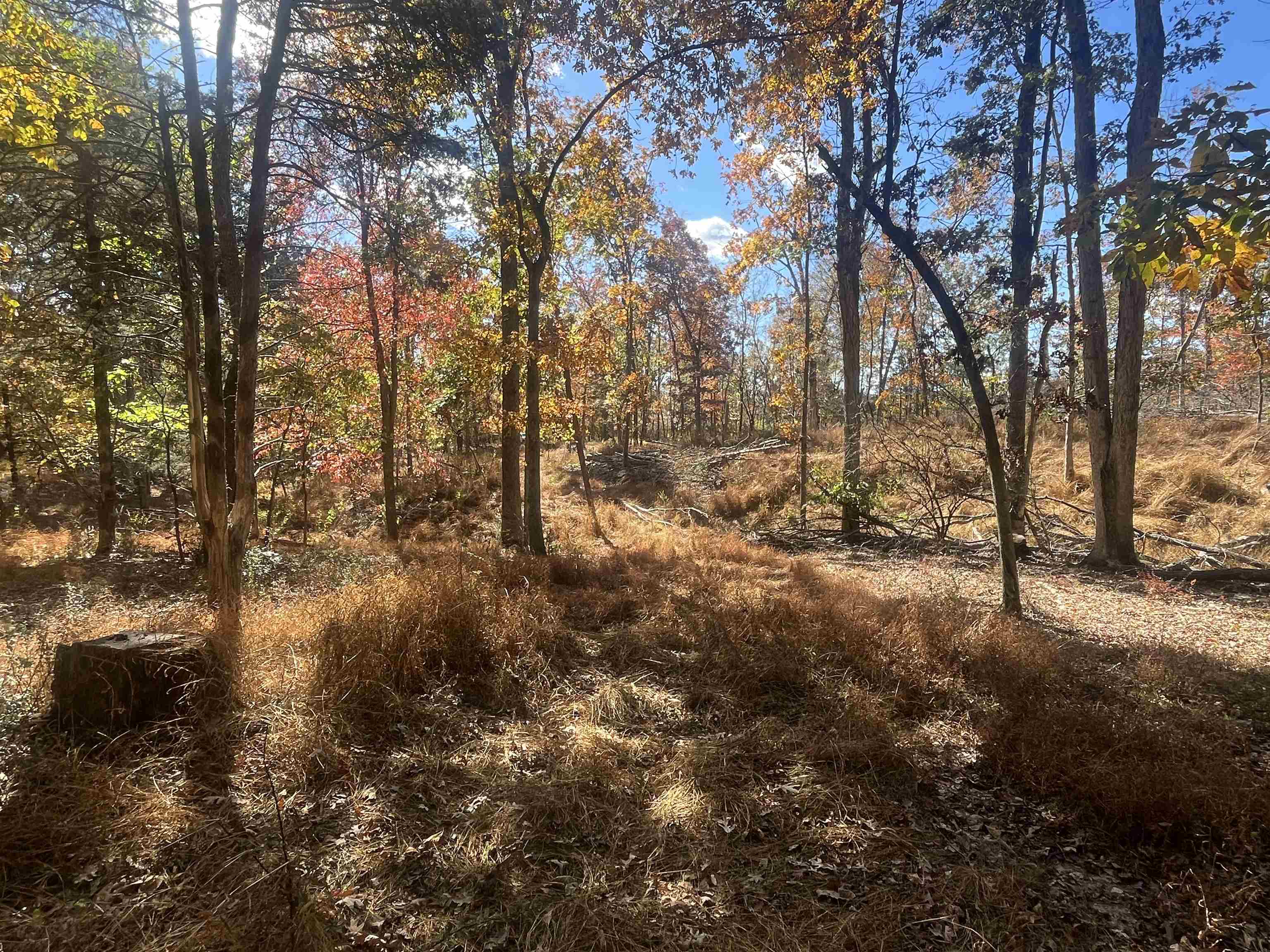 330 Bald Rock Road Verona, VA 24482 - Photo 11 of 18 a view of a forest filled with trees
