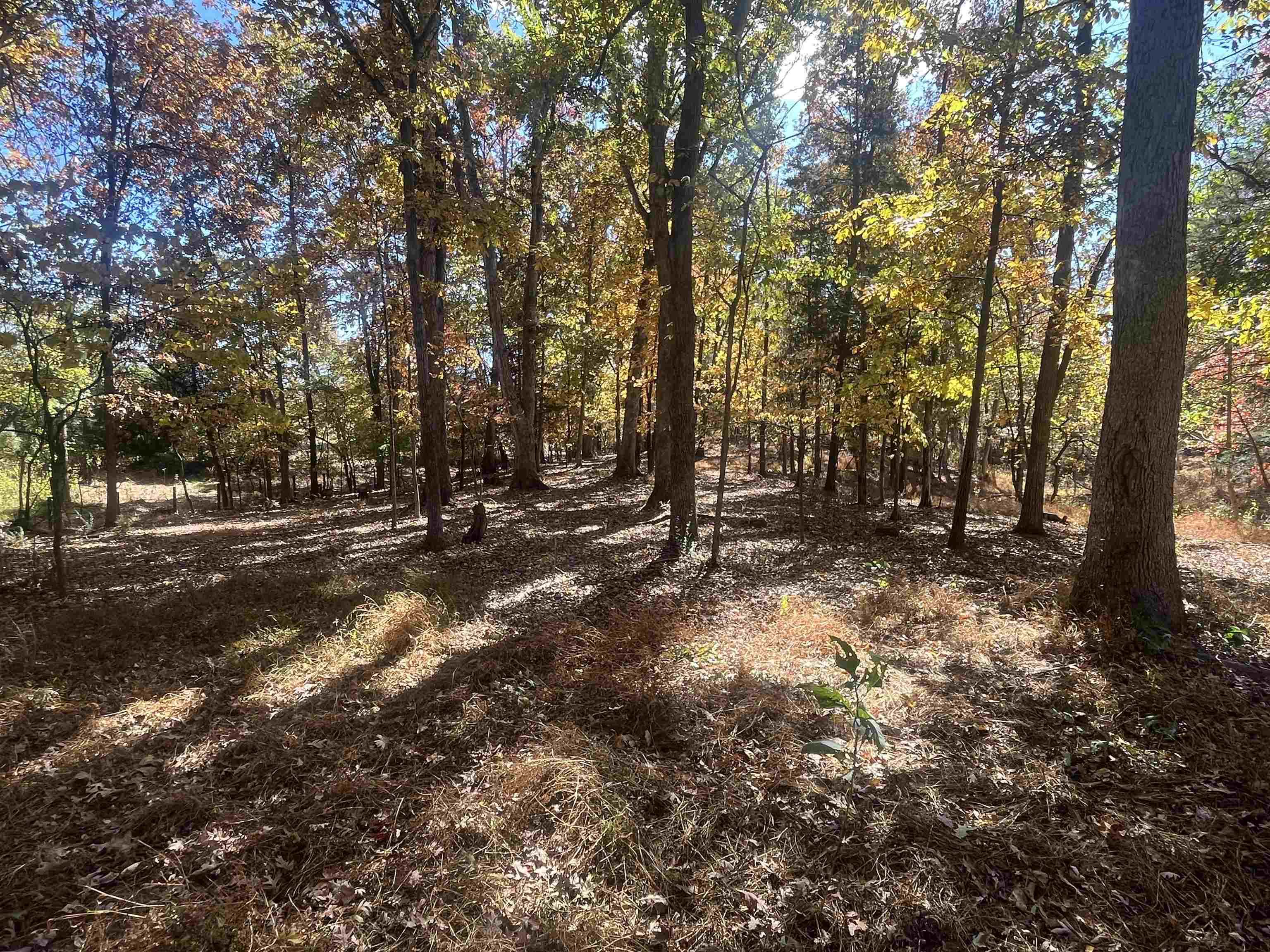 330 Bald Rock Road Verona, VA 24482 - Photo 12 of 18 a view of outdoor space with trees