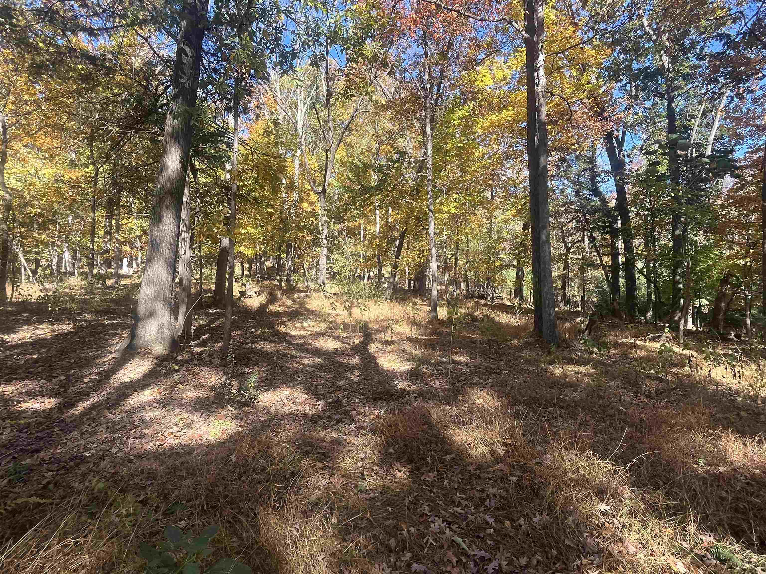 330 Bald Rock Road Verona, VA 24482 - Photo 13 of 18 a view of forest with trees