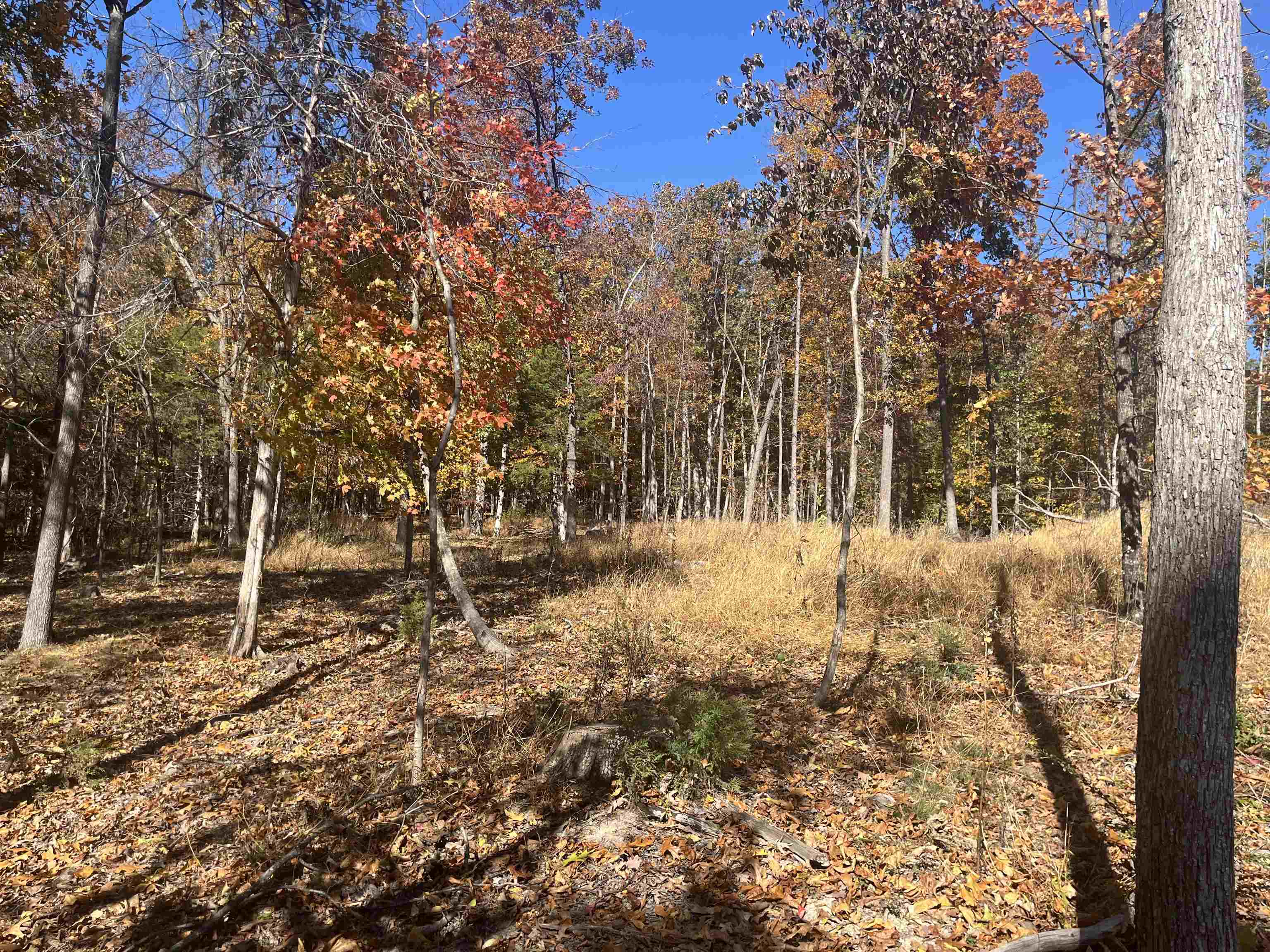 330 Bald Rock Road Verona, VA 24482 - Photo 17 of 18 a view of yard