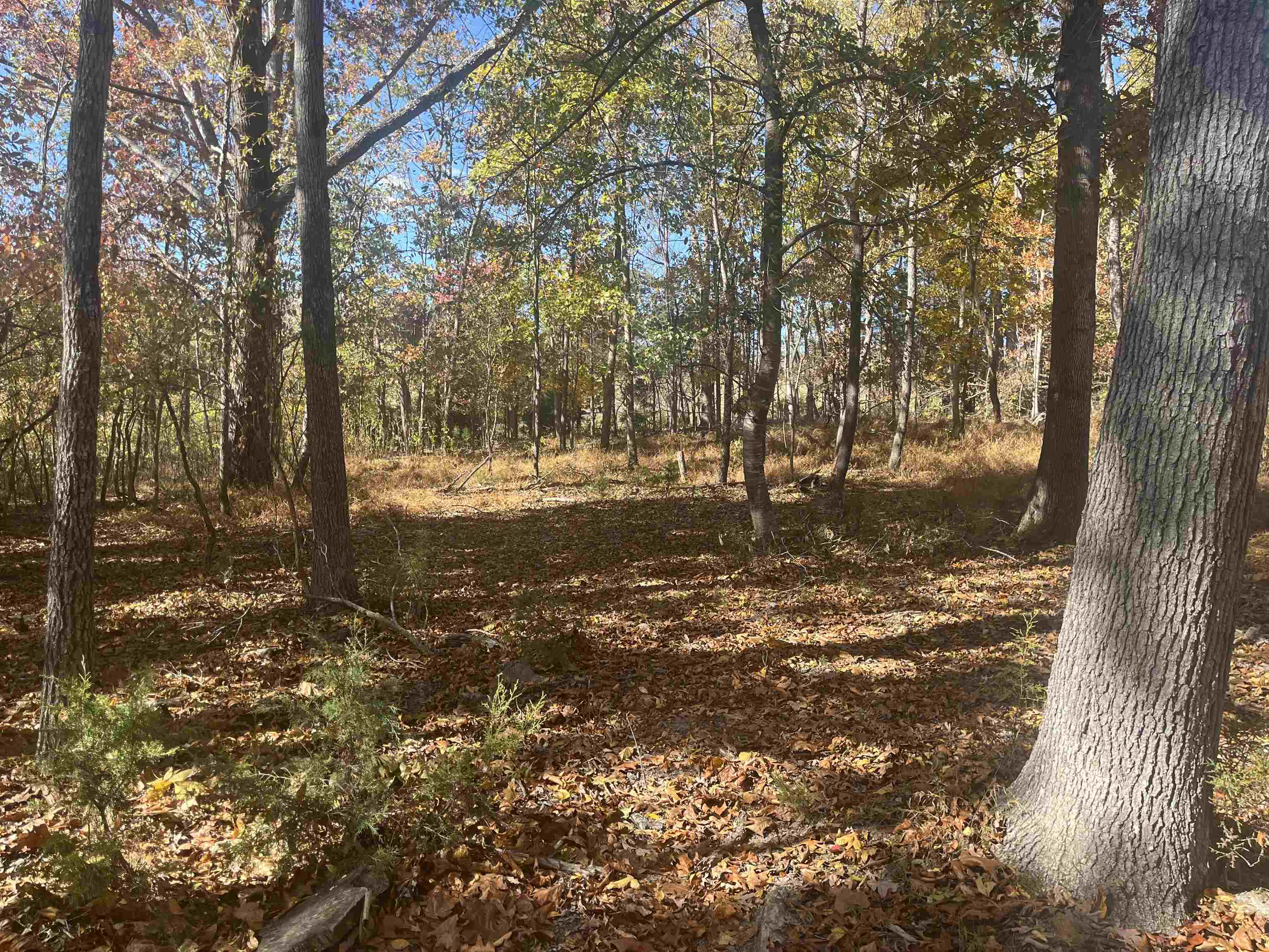 330 Bald Rock Road Verona, VA 24482 - Photo 2 of 18 a view of a yard with a tree