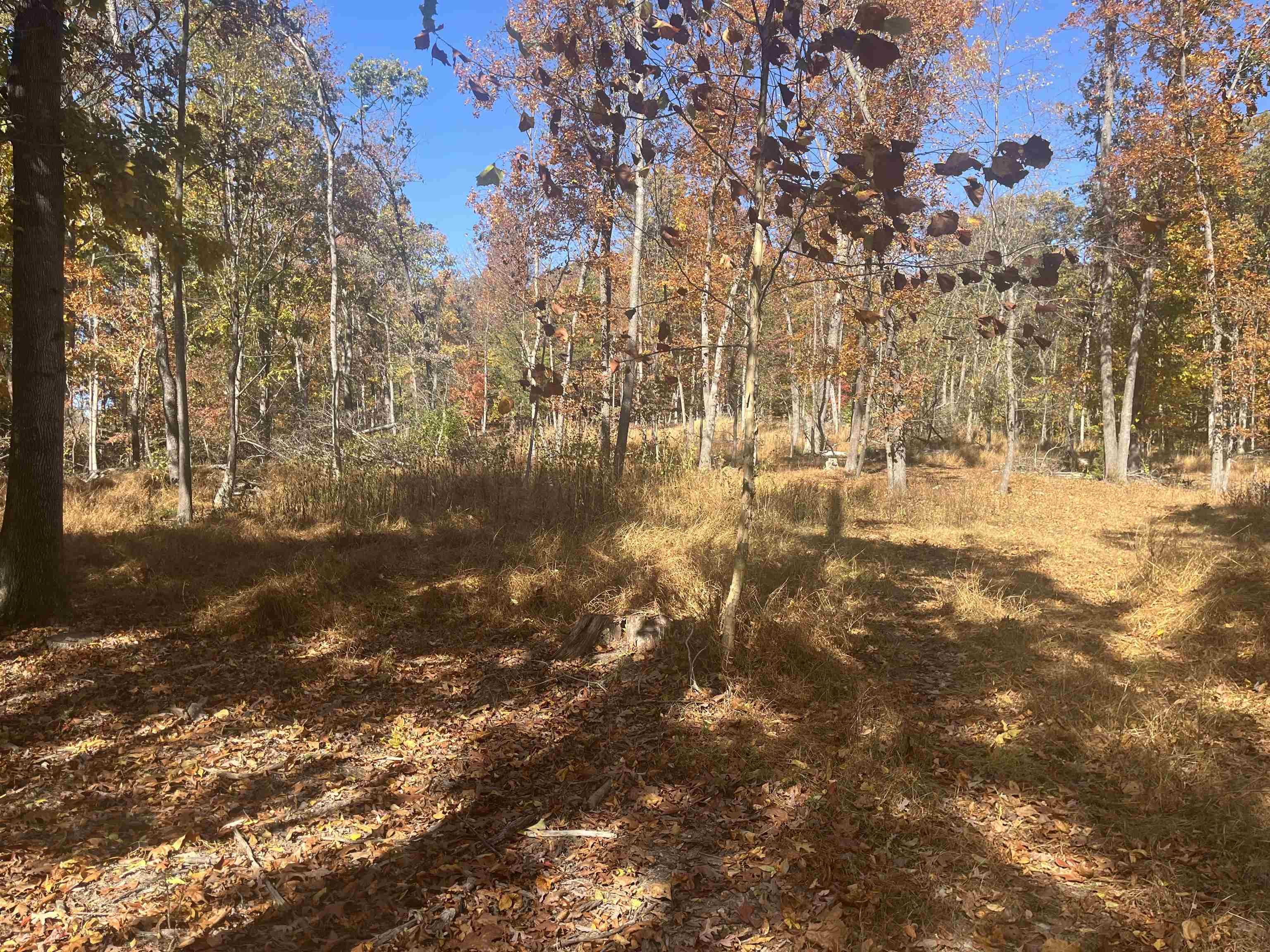 330 Bald Rock Road Verona, VA 24482 - Photo 3 of 18 a view of yard with trees