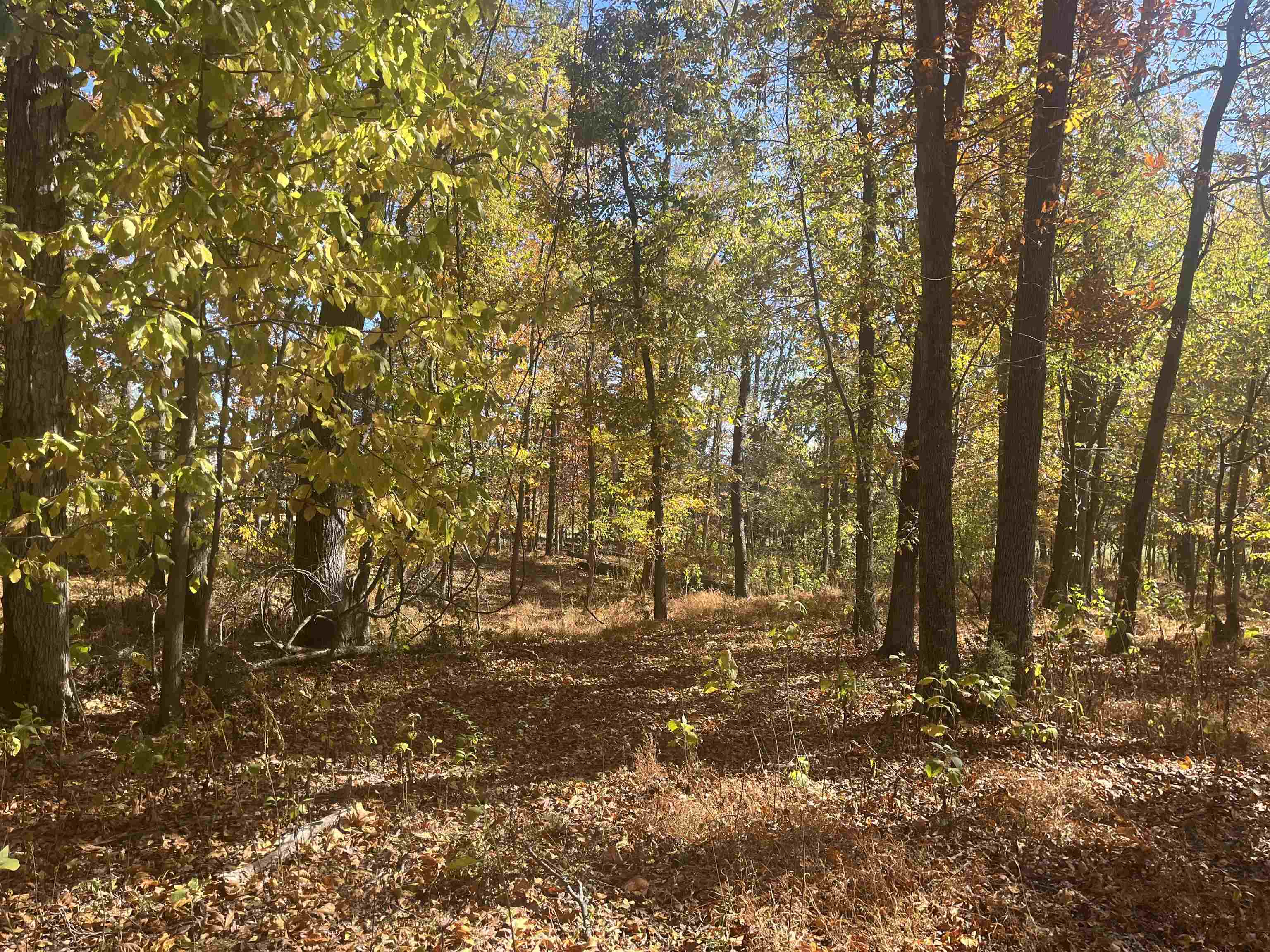 330 Bald Rock Road Verona, VA 24482 - Photo 5 of 18 a view of covered with green space