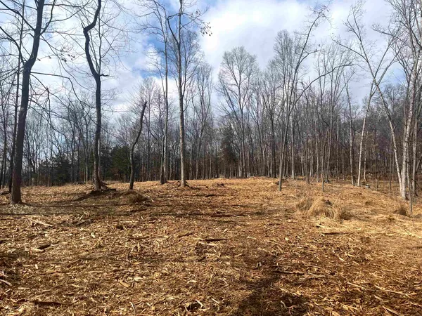 a view of a yard with trees