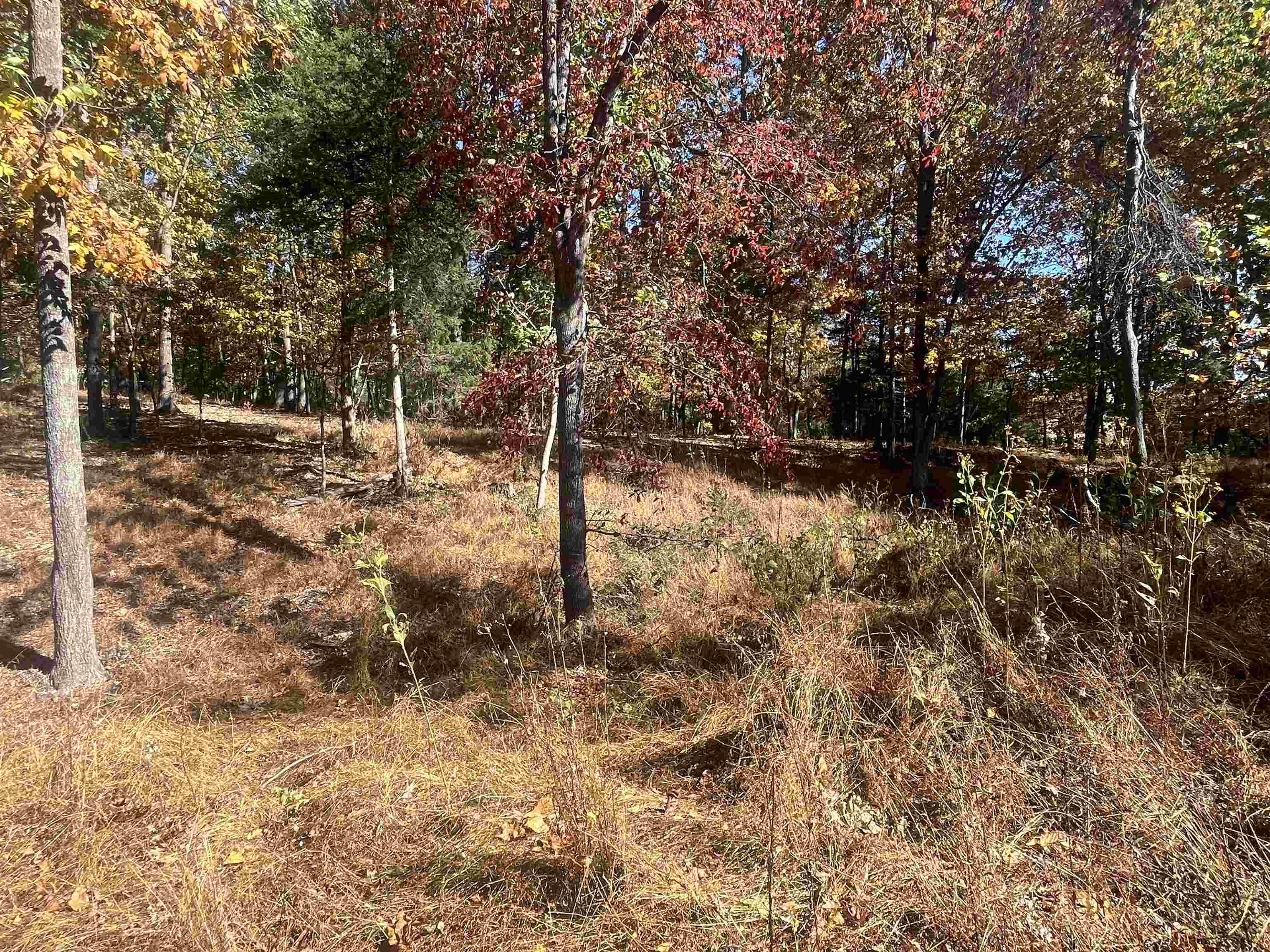 330 Bald Rock Road Verona, VA 24482 - Photo 8 of 18 a view of a forest filled with trees