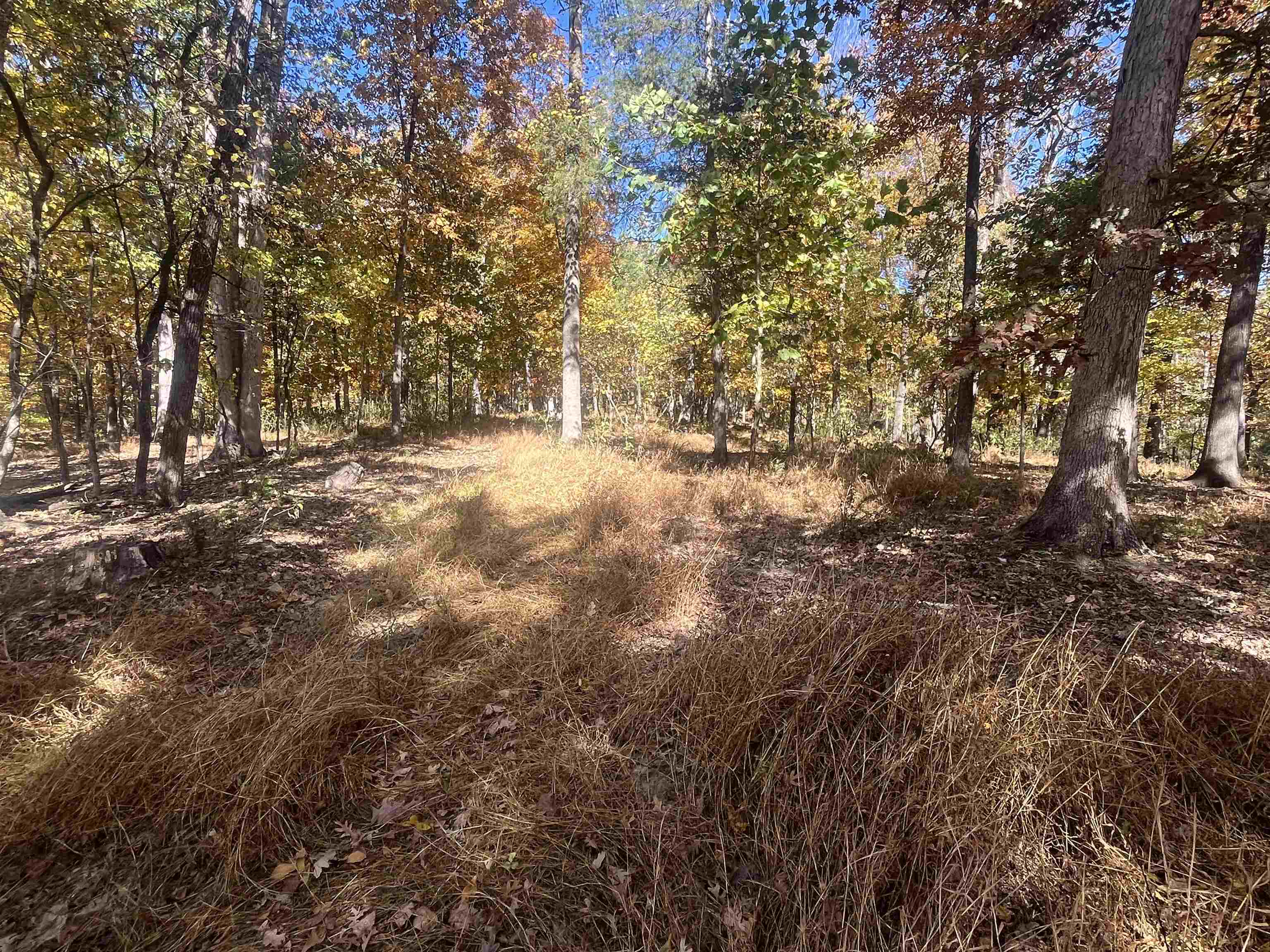 330 Bald Rock Road Verona, VA 24482 - Photo 9 of 18 a view of outdoor space and trees
