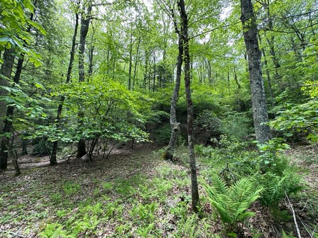 Tbd Blue Springs Road Troutdale, VA 24378 - Photo 50 of 52 Gallery Image 50