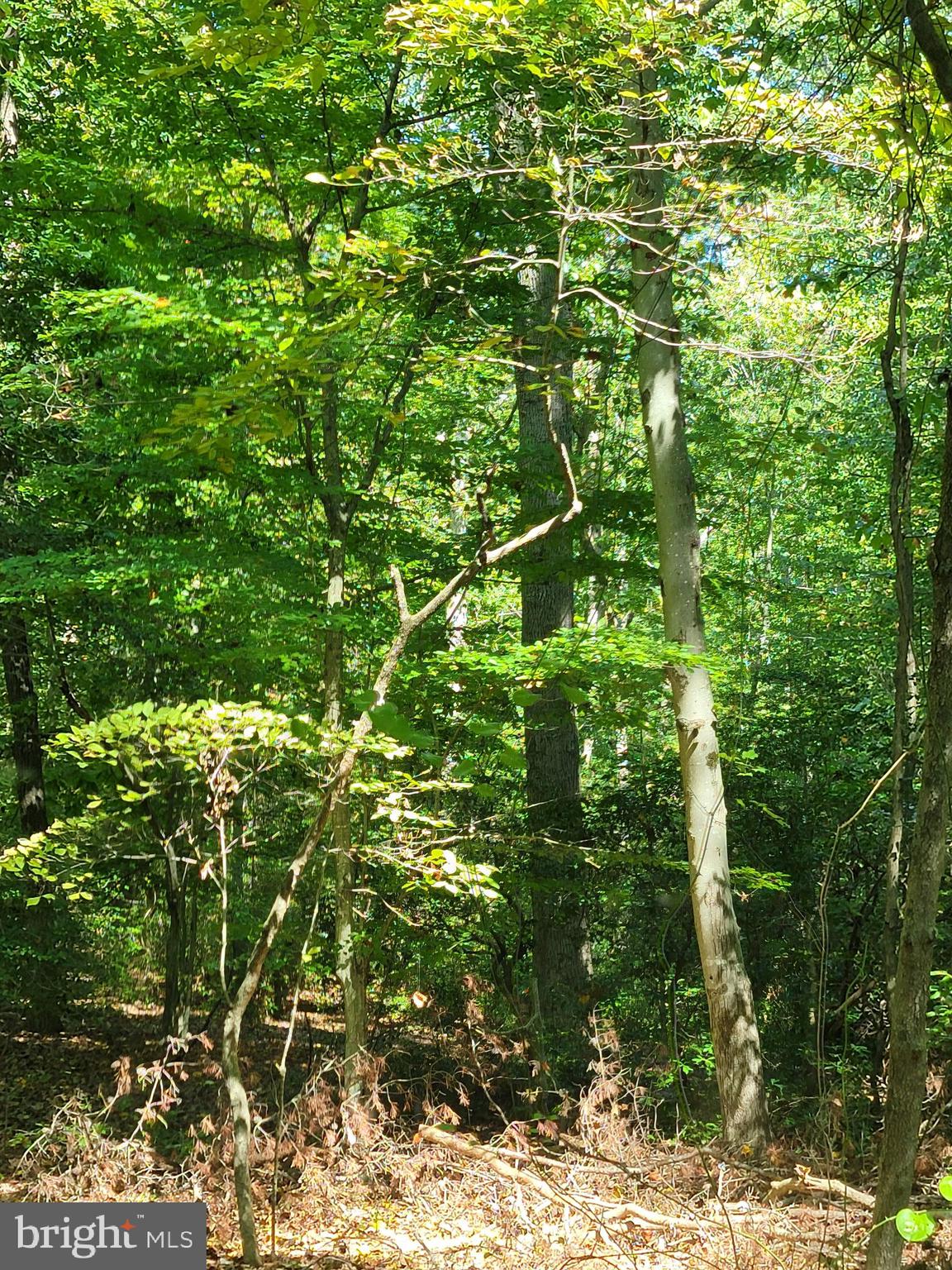 12448-12452 Ridge Road Lusby, MD 20657 - Photo 2 of 3 a view of a tree