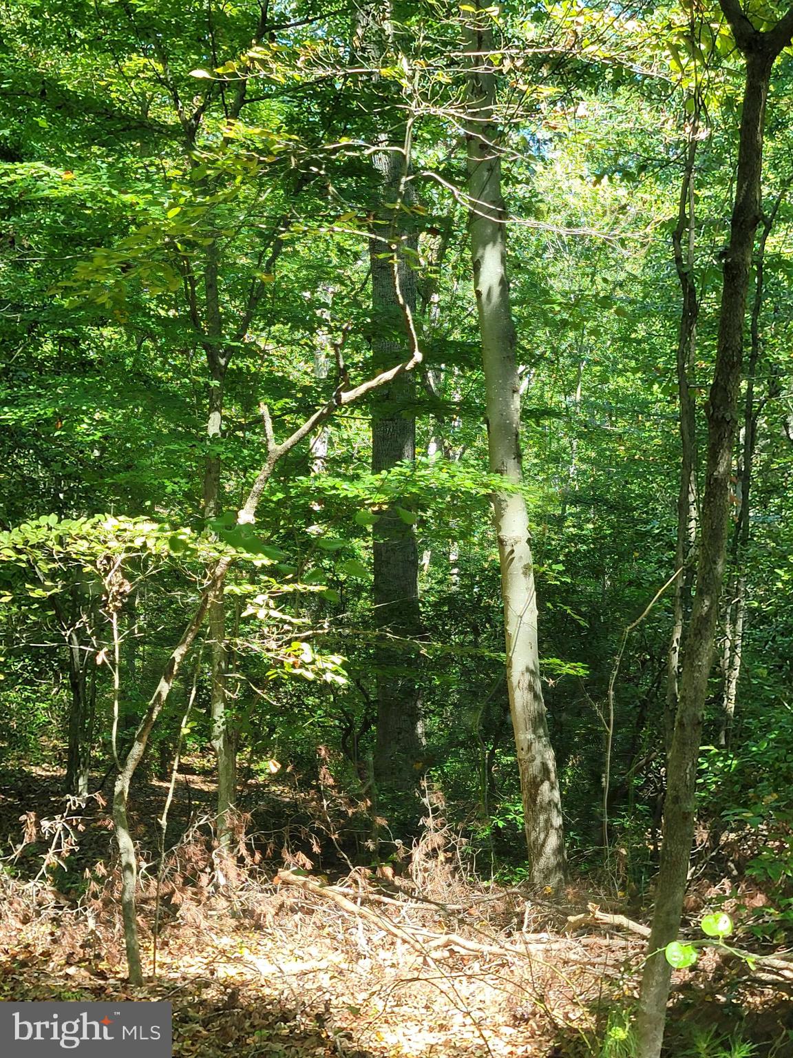 12448-12452 Ridge Road Lusby, MD 20657 - Photo 3 of 3 a view of a tree
