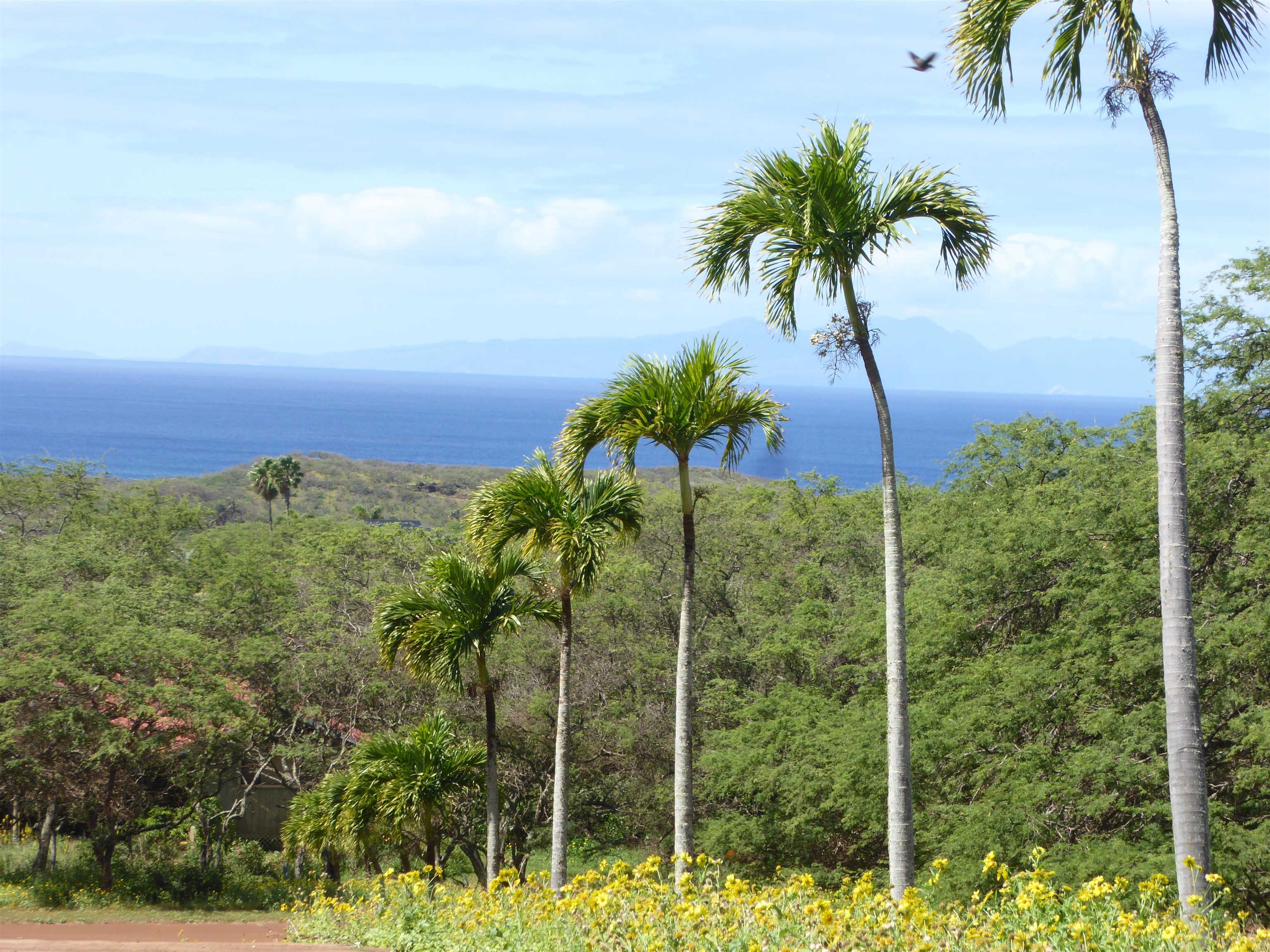 91 Noho Lio Road Maunaloa, HI 96770 - Photo 2 of 27 a view of a garden
